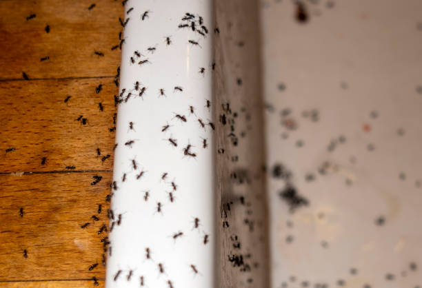 Best Pest Control for Restaurants  in Hanceville, AL
