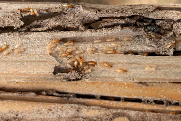 Pest Control for Restaurants in Hanceville, AL
