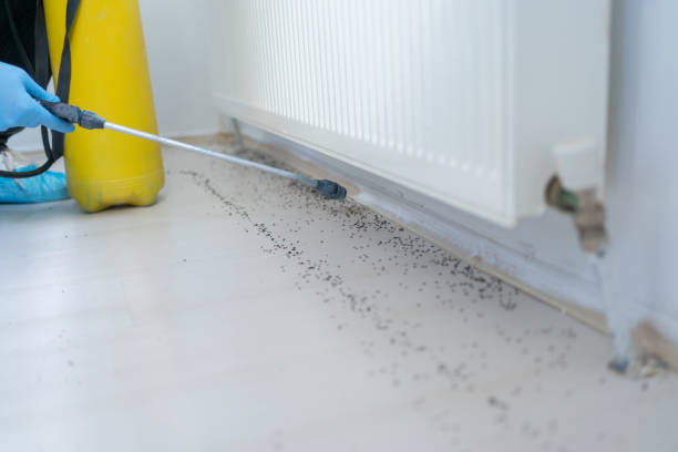 Best Rat Extermination Near Me  in Hanceville, AL